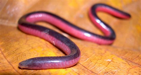 Caecilian! Amphibians with Slender Bodies Hiding Secrets Beneath the Soil