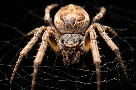  Eratigena! Uma Aranha de Olhos Tristes que Tece Uma História Intrigante