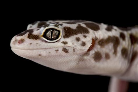  Eublepharis! Uma Smeralda em Miniatura Desvendando os Segredos de um Lagarto Noturno