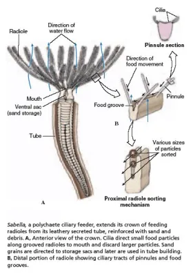  Fanworm! An Underwater Dweller That Embraces Both Filter-Feeding Habits and Tube Construction