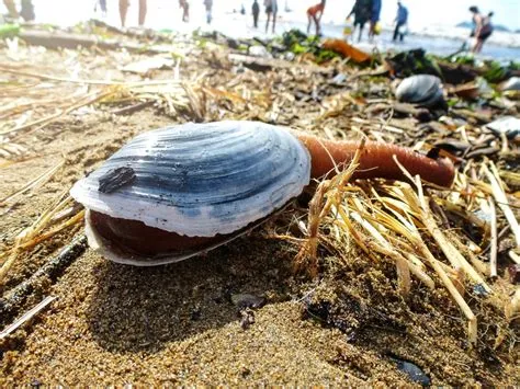  Geoduck! Uma Ameaça Submersa com Cascas Robustas e um Sifão Enorme que Faz do Oceano seu Banquete