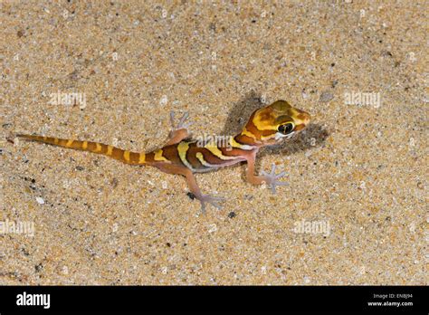  Hugo, o Gecko de Cabeça Grande, um Réptil com Uma Aparência que Chama a Atenção e Escamas Incríveis!