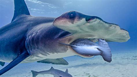 Macellicephala! Uma história fascinante de minúsculos predadores marinhas com hábitos alimentares incomuns.