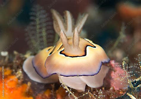  Nudibranchia: Descubra a Beleza Surreal de Moluscos Sem Casca que Navegam em Mares Tropicais!