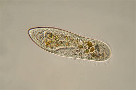 Paramecium: Descubra o Mundo Microscópico Desta Criatura Aquática Unicelular de Movimento Frenético!