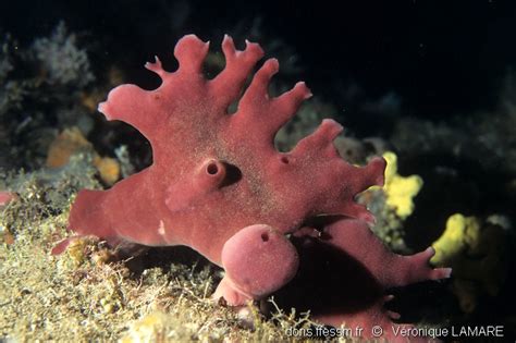  Petrosia! Uma Esponja com Esqueleto de Pedra e uma Vida Fascinante