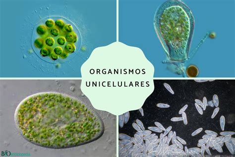  Quellas: Descubra as Surpresas Microscopicas Destes Organismos Unicelulares que Mudam de Forma!