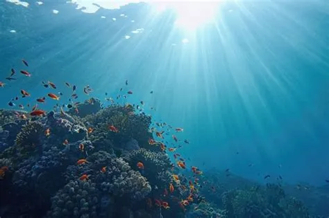  Rhipidion! Uma Colônia Polífera Deslumbrante que Brilha sob as Ondas