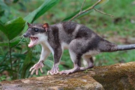  Yapok! Uma Criatura Semi-Aquática Que Se Atraca em Áreas Inundadas com um Olhar Penetrante