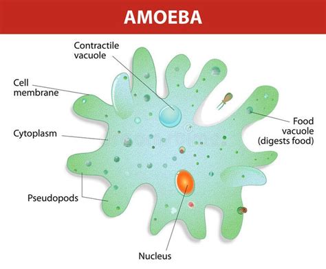  Amoeba Proteus: Desvendando o Mistério da Vida Unicelular que se Move como um Bailarino Celeste!