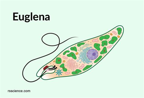  Euglena: Uma Criatura Microscópica Que Faz Fotossíntese e se Alimenta de Bactérias Através da Fagocitose!