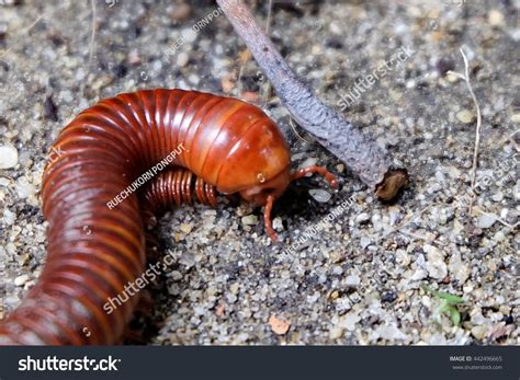  Flatback Millipede: Um animal de corpo plano que rasteja por terrenos úmidos!