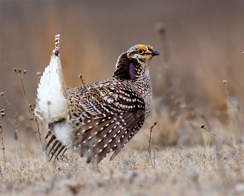  Grouse: Uma ave de penas vibrantes que migra com a graça de um balé