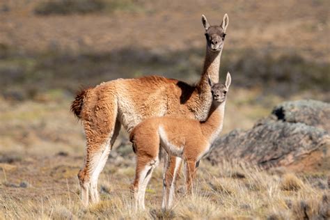  Guanaco: Descubra um Animal Selvagem que Se Adapta às Altitudes Mais Extremadas e Quebra as Regras da Natureza!