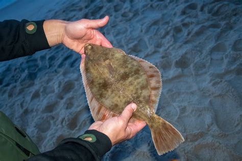  Halibut: Um Peixe Plano que Vive na Profundidade e um Mestre da Arte de se Esconder!