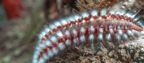  Hermetiaillid! Explore the fascinating world of these bristle-dwelling marine worms with striking striped bodies