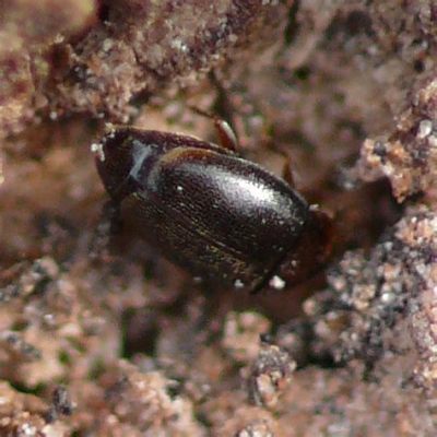  Hooded Beetle: Descubra o Inseto que Esconde um Segredo Sob seu Elmo Misterioso!