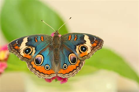 Junonia! Uma Borboleta Deliciosa e um Campeão da Metamorfose.