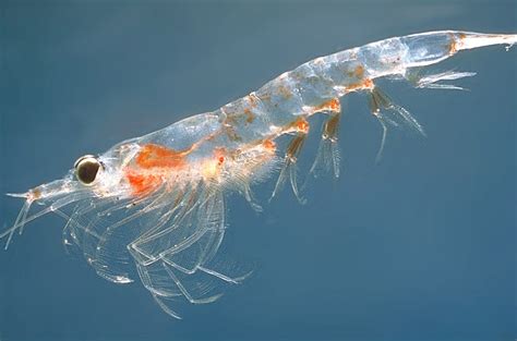  Krill: Explore the Tiny Crustacean That Forms Gigantic Swarms Under the Ocean Surface!