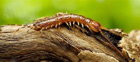  Lithobius: Descubra o Fascinante Mundo de um Predador Noturno com Pernas Incontáveis!