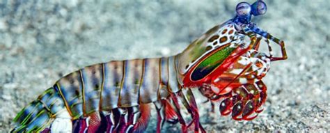  Mantis Shrimp: Desvende os Mistérios das Garras Coloridas mais Rápidas do Mundo Animal!