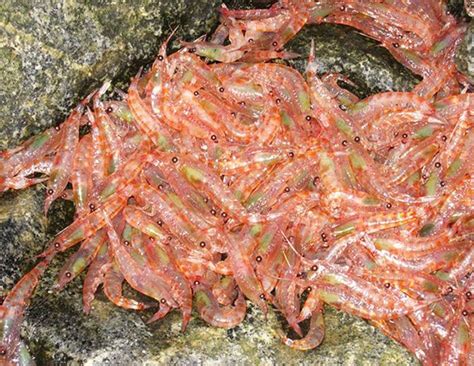  Maremmana: Uma ave marinha que se alimenta de krill e desova em grandes colónias!