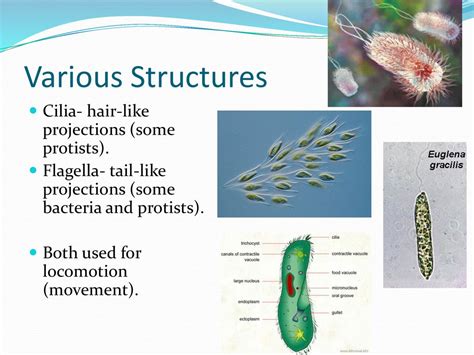 Monocercomonas! Uma Protista Unicelular com Cílios que Faz Maravilhas na Degradação de Matéria Orgânica