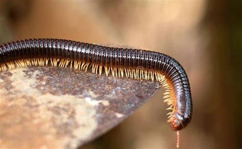  Neurapleura! Descubra o Mistério de um Diplopodo com uma Armadura Brilhante que se Move como um Trem Minúsculo