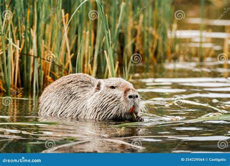  Nutria! Descubra o Roedor Semi-Aquático que Adora Festas e Banquetes Subaquáticos