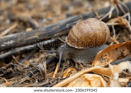 Periplectella! A Curious Snail That Might Just Be Hiding Under Your Feet!