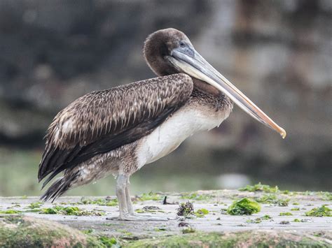  Peruvian Pelican: Descubra como o gigante das aves costeiras utiliza um bico único para capturar peixes e se alimentar!