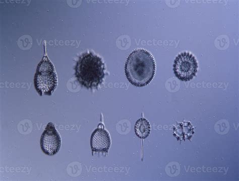  Radiolaria! Uma Visão Microscópica da Arte Viva e Complexa no Oceano Profundo