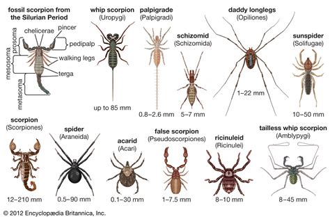  Ricinuleido! Descubra O Animal Que Pareça Um Cruzamento Entre Uma Aranha E Uma Carrapata Miniatura