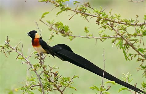  Whydah! Uma Ave de Beleza Extrema com Plumagem Colorida que Atrai Companheiros