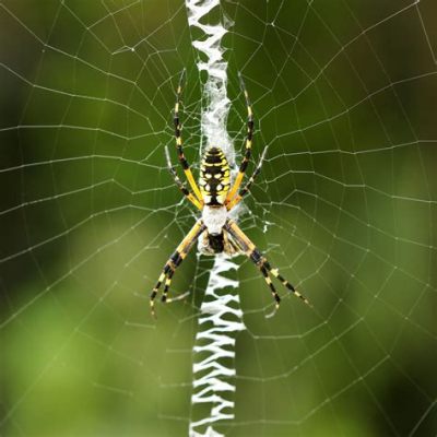  Yellow Garden Spider: Uma Teia Intrincada de Beleza e Caça!